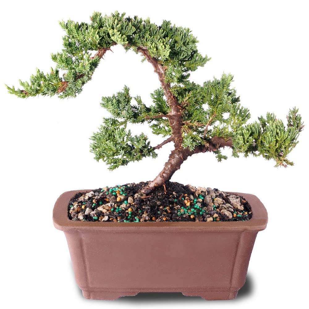 Amazon.com: Brussel's Bonsai DT7079GMJ, Green Outdoor Bonsai Tree